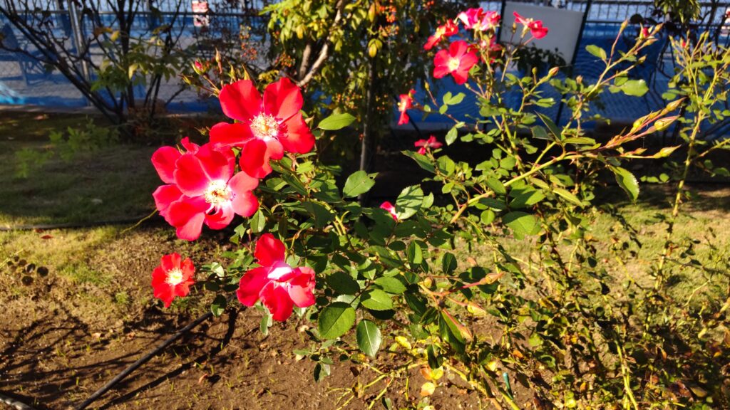 ベルニー公園の小ぶりな秋の赤い薔薇