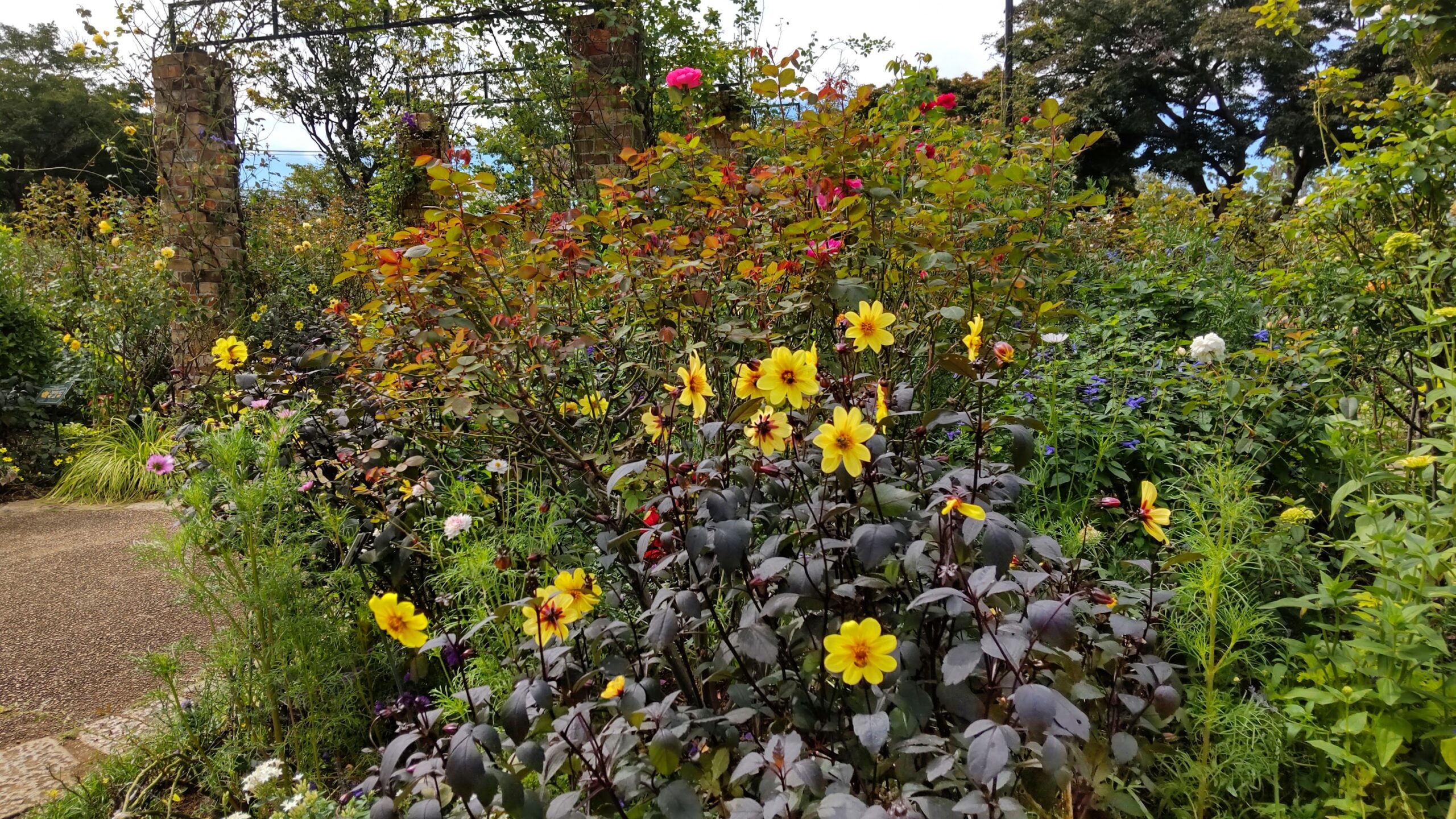 港の見える丘公園の優しい赤の秋薔薇とレモンイエローのダリアなどのイングリッシュガーデン